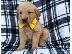 PoulaTo: Golden retriever puppies